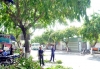 Dịch vụ cắt tỉa cành cây chống mưa gió công ty cây xanh Tuấn Hùng