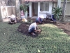 Dịch vụ trồng cỏ sân vườn